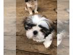 Shih Tzu PUPPY FOR SALE ADN-841870 - Male Shih Tzu puppy