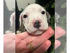 American Pit Bull Terrier PUPPY FOR SALE ADN-841861 - Pitbull Puppies Bluenose