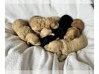 Goldendoodle PUPPY FOR SALE ADN-841830 - Fontana Golden Doodle Puppies