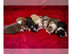 Boston Terrier PUPPY FOR SALE ADN-841826 - CKC Boston Terrier puppies located in