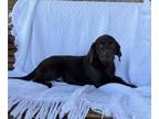 Labrador Retriever PUPPY FOR SALE ADN-841936 - Purebred Chocolate Labrador