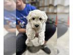 Schnoodle (Standard) PUPPY FOR SALE ADN-841935 - Schnoodle Pups