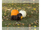 Dachshund PUPPY FOR SALE ADN-841927 - AKC Dachshund male puppy in Indiana