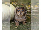 Dachshund PUPPY FOR SALE ADN-841924 - AKC Dachshund male puppy in Indiana