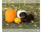 Dachshund PUPPY FOR SALE ADN-841923 - AKC Dachshund male puppy in Indiana