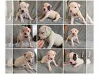American Bulldog PUPPY FOR SALE ADN-841922 - American Bulldog puppies NKC
