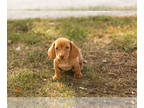 Dachshund PUPPY FOR SALE ADN-841914 - AKC Dachshund male puppy in Indiana