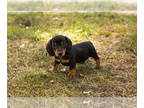 Dachshund PUPPY FOR SALE ADN-841913 - AKC Dachshund male puppy in Indiana