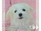 Maltese PUPPY FOR SALE ADN-841911 - Purebred Male Maltese