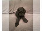 Poodle (Standard) PUPPY FOR SALE ADN-841910 - Standard Poodle Female puppy