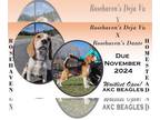 Beagle PUPPY FOR SALE ADN-841909 - Uppcoming AKC Beagle Puppies