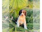 English Springer Spaniel PUPPY FOR SALE ADN-841906 - Hunter Green