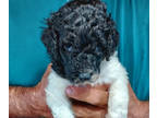 Poodle (Standard) PUPPY FOR SALE ADN-841904 - Parti poodles for sale