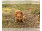 Dachshund PUPPY FOR SALE ADN-841900 - AKC Dachshund male puppy in Indiana