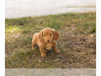 Dachshund PUPPY FOR SALE ADN-841899 - AKC Dachshund female puppy in Indiana