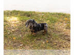 Dachshund PUPPY FOR SALE ADN-841898 - AKC Dachshund female puppy in Indiana