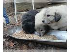 Anatolian Shepherd-Great Pyrenees Mix PUPPY FOR SALE ADN-841896 - Pyrenees