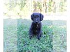 Gollie PUPPY FOR SALE ADN-841894 - Brown Gollie
