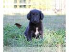 Gollie PUPPY FOR SALE ADN-841893 - Red Gollie