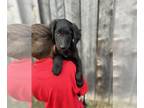 Gollie PUPPY FOR SALE ADN-841892 - Green Gollie