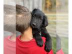 Gollie PUPPY FOR SALE ADN-841891 - Dark Blue Gollie