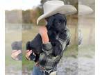 Gollie PUPPY FOR SALE ADN-841890 - Miss Pink Gollie
