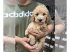 Poodle (Standard) PUPPY FOR SALE ADN-841886 - Poodle medium