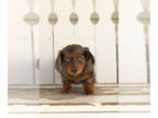 Dachshund PUPPY FOR SALE ADN-841882 - AKC Mini Dachshund male puppy in Indiana