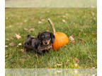 Dachshund PUPPY FOR SALE ADN-841881 - Dachshund female puppy in Indiana