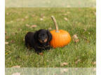 Dachshund PUPPY FOR SALE ADN-841878 - Dachshund male puppy in Indiana