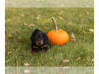 Dachshund PUPPY FOR SALE ADN-841877 - Dachshund female puppy in Indiana