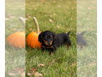 Dachshund PUPPY FOR SALE ADN-841876 - Dachshund male puppy in Indiana