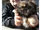 Shih Tzu PUPPY FOR SALE ADN-841866 - SHIH TSU PUPPY FOR SALE