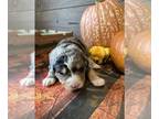 Bernedoodle PUPPY FOR SALE ADN-841829 - Bernedoodle X BMD
