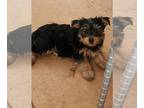 Morkie PUPPY FOR SALE ADN-841828 - Morkies for sale