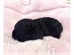 Poodle (Miniature) PUPPY FOR SALE ADN-841814 - Betsy Black Small Miniature