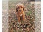 Cavapoo PUPPY FOR SALE ADN-841812 - Fluffy mini Cavapoo puppy