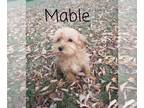 Cavapoo PUPPY FOR SALE ADN-841811 - Fluffy mini Cavapoo puppy