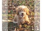 Cavapoo PUPPY FOR SALE ADN-841810 - Fluffy mini Cavapoo puppy