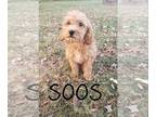 Cavapoo PUPPY FOR SALE ADN-841809 - Fluffy mini Cavapoo puppy