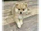 Pomeranian PUPPY FOR SALE ADN-841808 - Female Pomeranian