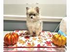 Pomeranian PUPPY FOR SALE ADN-841807 - Pomeranian