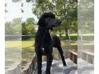 Poodle (Standard) PUPPY FOR SALE ADN-841800 - Deputy Black Standard Poodle
