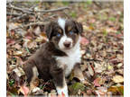 Miniature Australian Shepherd PUPPY FOR SALE ADN-841798 - Toy and Mini Aussie