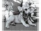 French Bulldog PUPPY FOR SALE ADN-841784 - French Bulldog puppy