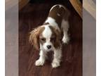 Cavalier King Charles Spaniel PUPPY FOR SALE ADN-841783 - Cavalier King Charles