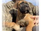 Cane Corso PUPPY FOR SALE ADN-841779 - Cane Corso Male Puppy
