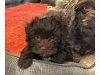Havamalt PUPPY FOR SALE ADN-841769 - Mocha