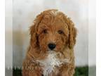 Poodle (Miniature) PUPPY FOR SALE ADN-841768 - ACA Mini Poodle