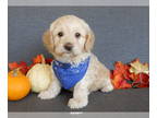 Cockapoo PUPPY FOR SALE ADN-841753 - Lenny